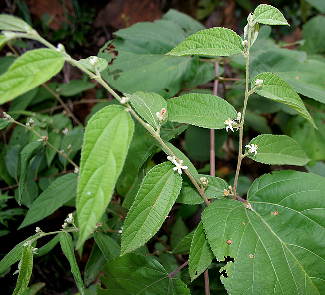 Grewia hirsuta